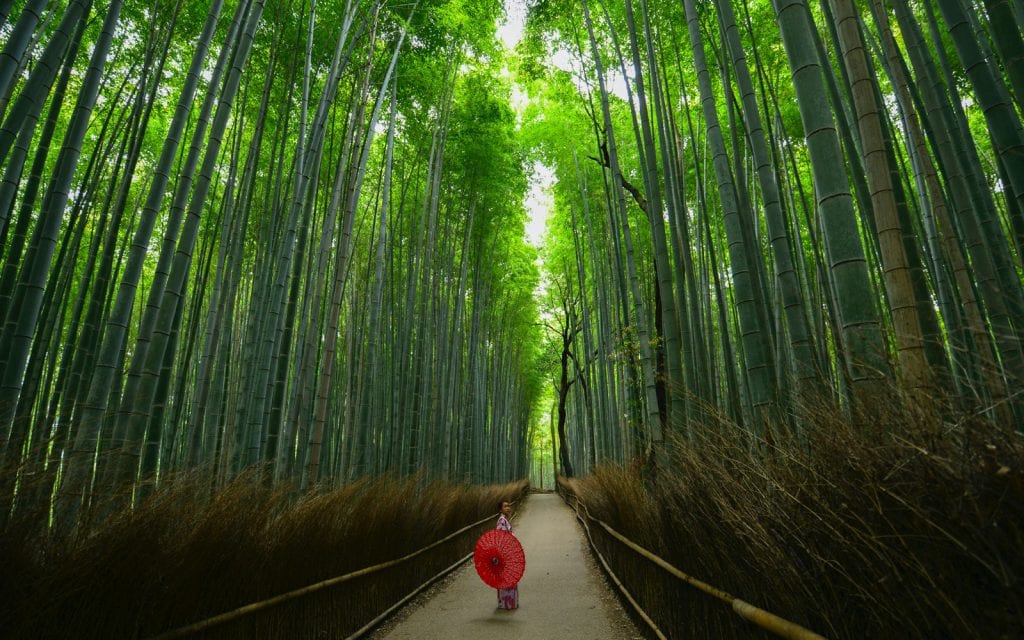 Bambushain in Kyoto in Japan